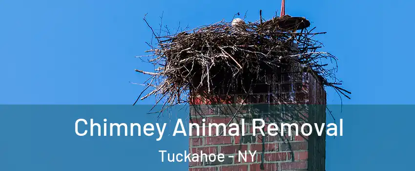  Chimney Animal Removal Tuckahoe - NY