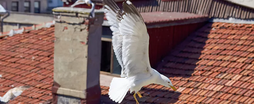 Residential Chimney Animal Removal Solution in Tuckahoe, NY